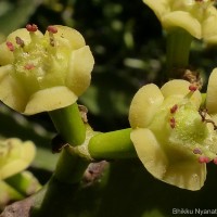 Euphorbia antiquorum L.